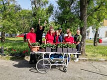 Sázení muškátů 2025 Sázení muškátů 2025