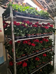 Sázení muškátů 2025 Sázení muškátů 2025