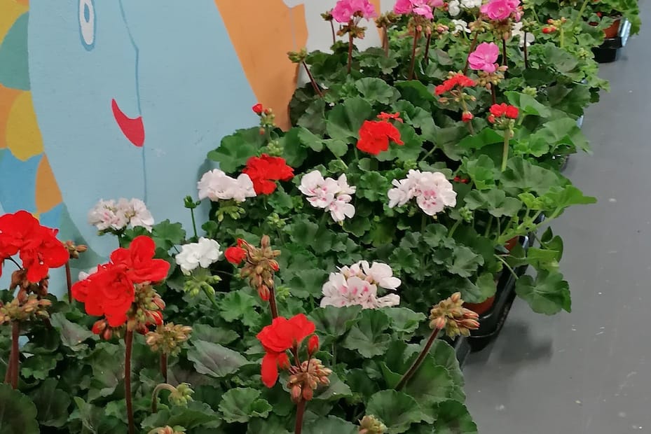 Sázení muškátů 19. května 2020